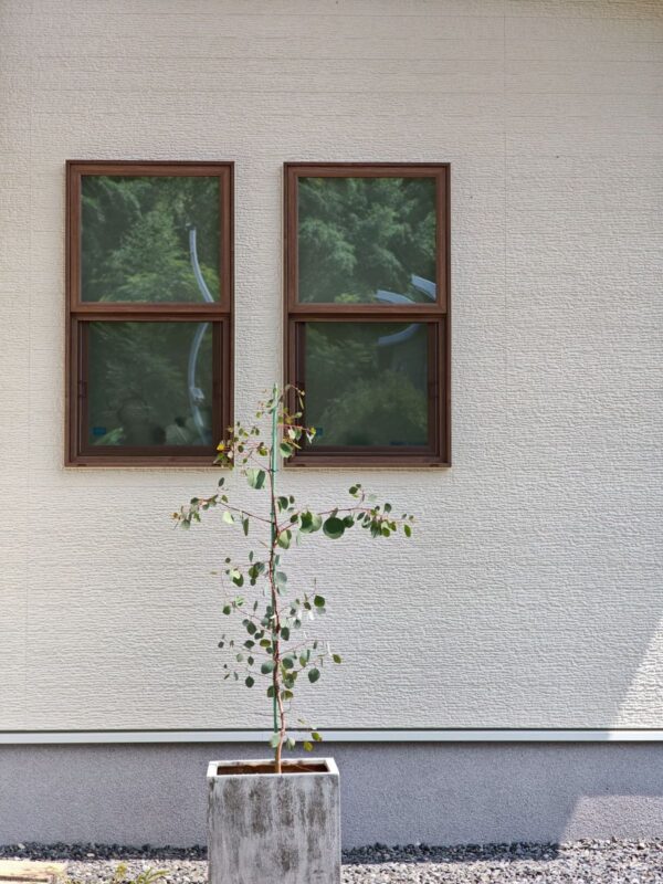 木目調の上げ下げ窓とユーカリの鉢植え。白い外壁に映える四国中央市の南欧風住宅の外観ディテール