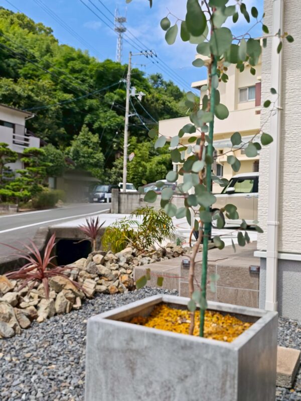 ユーカリの丸葉越しに見る門柱とアプローチ。四国中央市の南欧風住宅の植栽